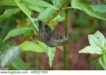 Common Baron (euthalia Aconthea), Resting On A Leaf In The Garden.