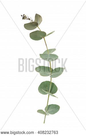 Eucalyptus Leaves Isolated On White Background. Evergreen Plant Of The Family Myrtaceae.