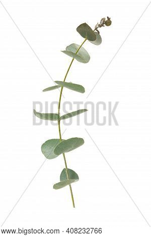 Eucalyptus Leaves Isolated On White Background. Evergreen Plant Of The Family Myrtaceae.