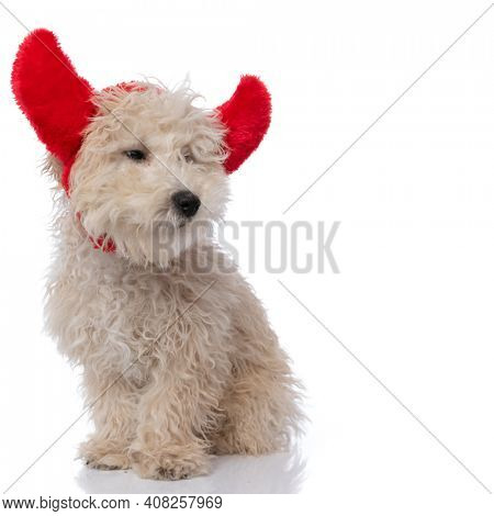cute grumpy caniche dog wearing red devil horns and looking to side against white background