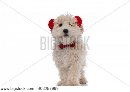 adorable caniche dog wearing red headphones and bowtie against white background