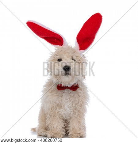 sweet caniche dog wearing bunny ears and bowtie, sitting and looking at the camera