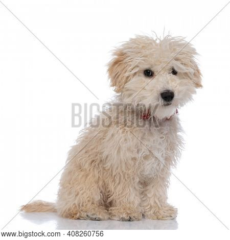 adorable caniche dog sitting and looking at the camera, wearing a red bowtie against white background