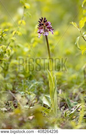 Burnt Orchid (neotinea Ustulata) Early Spring Orchid Blooming In Green Environment Of Tuscany, Italy