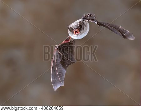 Long-fingered Bat (myotis Capaccinii) Flying Inside Colony Cave In Spanish Pyrenees, Aragon, Spain. 