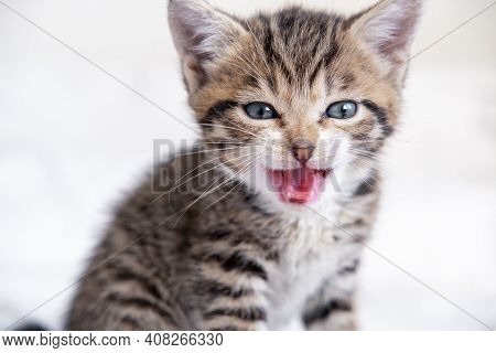 Portrait Meowing Kitten With Open Mouth. Small Kitten Is Afraid, Hisses, Cat Has Hair Fur On End. Do