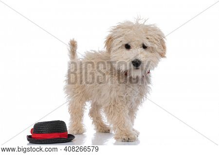 little caniche dog standing next to his hat and looking at the camera against white background