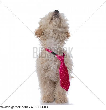 adorable caniche dog wearing a pink tie and looking up against white background