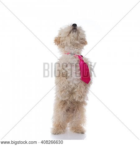 cute caniche dog standing on hind legs, looking up and wearing a pink tie against white background
