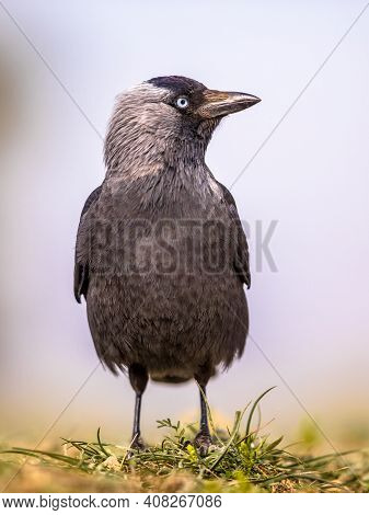 Western Jackdaw (coloeus Monedula) Walking And Looking For Food On Bright Background
