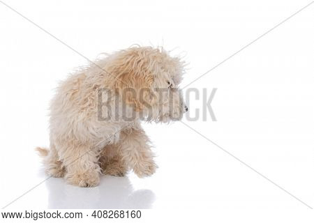 seated caniche dog trying to leave, looking aside and raising one paw against white background