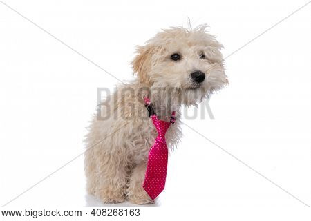 small caniche dog looking at the camera and wearing a pink tie against white background