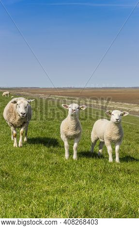 Mother Sheep And Lambs In The Dollard Region In Holland