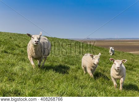 Mother Sheep And Lambs In The Dollard Region In Holland