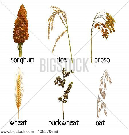 Set Cereal Plants Ears With Grain And Leaf. Buckwheat, Wheat, Oat, Proso, Rice, Sorghum. Vector Colo