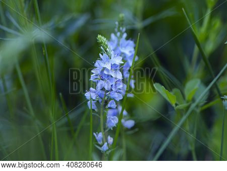Blue Flowers Of Veronica Chamaedrys Or Veronica Officinalis, In A Forest Glade. Natural Background W