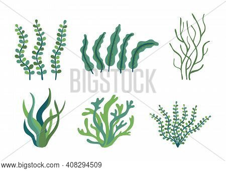 Set Of Different Underwater Sea Plants And Green Algae For Food. Edible Seaweed And Leaves. Plants O