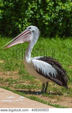 A Large Black And White Bird With A Large Beak The Australian Pelican - Pelecanus Conspicillatus - S