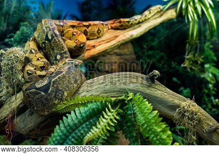 A Large Snake Boa Constrictor On A Tree Branch In The Jungle.snake Python In The Habitat