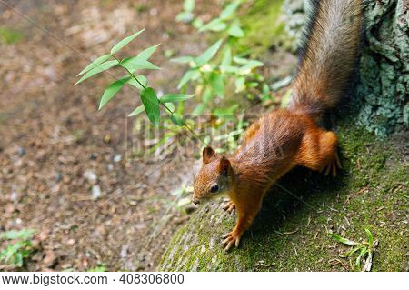 A Squirrel Sits On The Ground And In The Forest In A Nature Park