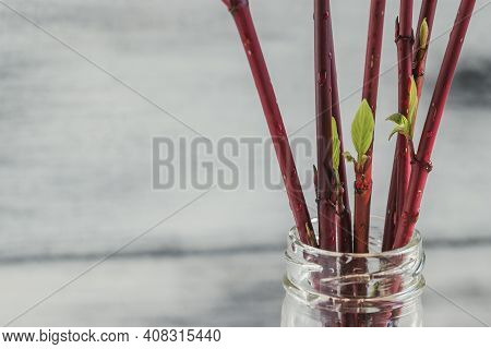 Forcing Leaves And Flowers From Cut Branches Of Bushes And Trees. Step By Step Instructions.