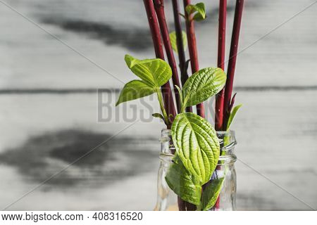 Squeeze Leaves And Flowers From Cut Branches Of Bushes And Trees. Step By Step Instructions.