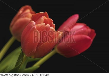 Three Red-yellow Tulips On Green Stems Against A Dark Background With Artificial Lighting In The Stu