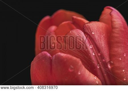 Red-yellow Tulip And Its Petals Close-up Against A Dark Background With Artificial Lighting In The S