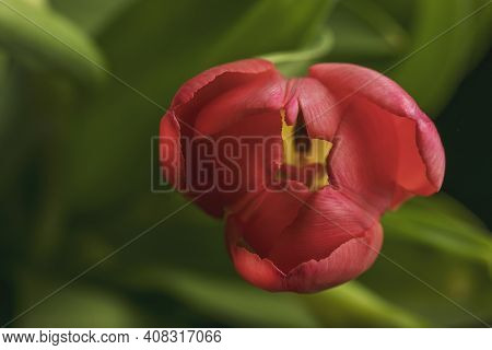 Bud Of A Bright Red Tulip Close-up On A Background Of Green Leaves.