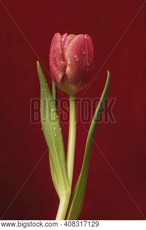 A Red Tulip Is Covered With Drops Of Water On A Bright Red Velvet Background.
