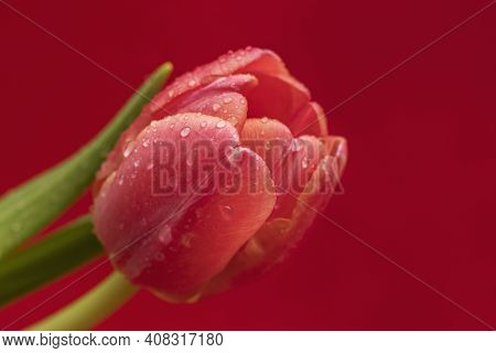 A Red Tulip Is Covered With Drops Of Water On A Bright Red Velvet Background.