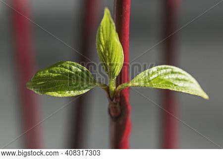 Forcing Leaves And Flowers From Cut Branches Of Bushes And Trees. Step By Step Instructions.