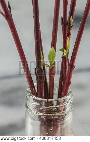 Forcing Leaves And Flowers From Cut Branches Of Bushes And Trees. Step By Step Instructions.