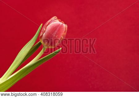 A Red Tulip Is Covered With Drops Of Water On A Bright Red Velvet Background.