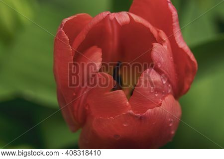Bud Of A Bright Red Tulip Close-up On A Background Of Green Leaves.