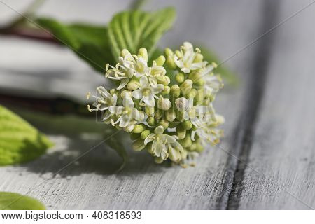 Young Flower Bud In Spring With White Tender Flowers On A Bright Red Branch.
