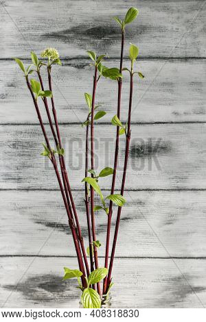 Squeeze Leaves And Flowers From Cut Branches Of Bushes And Trees. Step By Step Instructions.