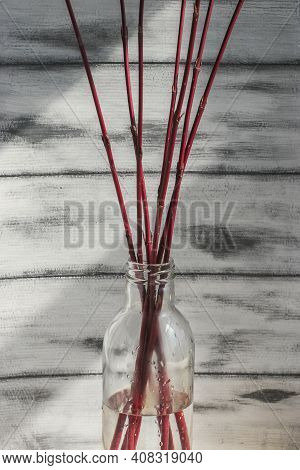 Forcing Leaves And Flowers From Cut Branches Of Bushes And Trees. Step By Step Instructions.
