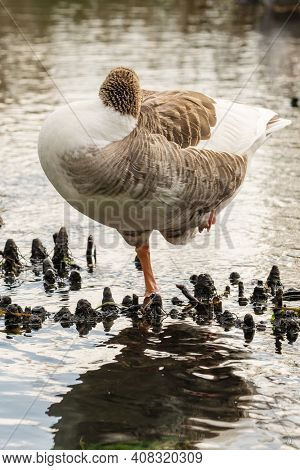Greylag goose standing on one leg and sleeping in comfy pose