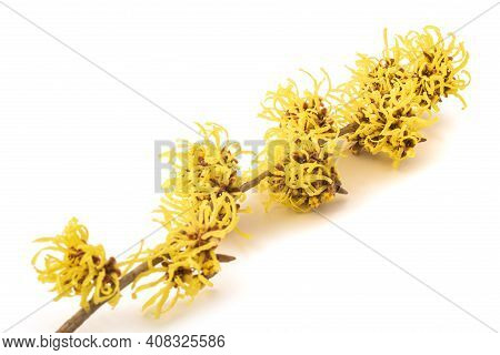 Hamamelis Flowers Isolated On A White Background