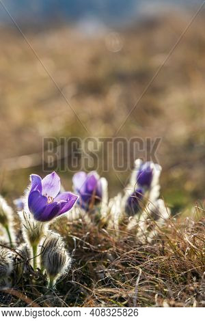 Pasque flower, National park Podyji, Southern Moravia, Czech Republic