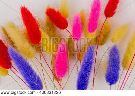 A Multicolored Dry Twigs Spikelet In A Bouquet On A White Background