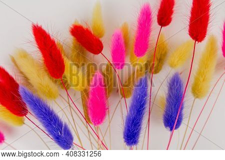A Multicolored Dry Twigs Spikelet In A Bouquet On A White Background