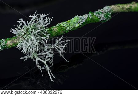 Moss On A Branch Black Background Close Up.macro