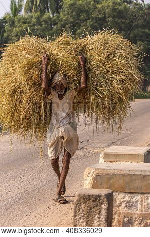 Bullapur, Karnataka, India - November 9, 2013: Closeup Of Man In White Shirt And Dhoti Carrying Yell