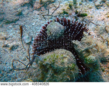 Purple Sea Urchin Is On The Bottom Of The Sea