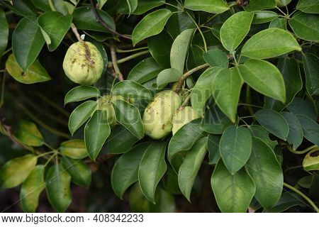 Japanese Staunton Vine Stauntonia Hexaphilla Flowers And Fruits. Ladizabalaceae Evergreen Vine