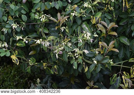 Japanese Staunton Vine Stauntonia Hexaphilla Flowers And Fruits. Ladizabalaceae Evergreen Vine.