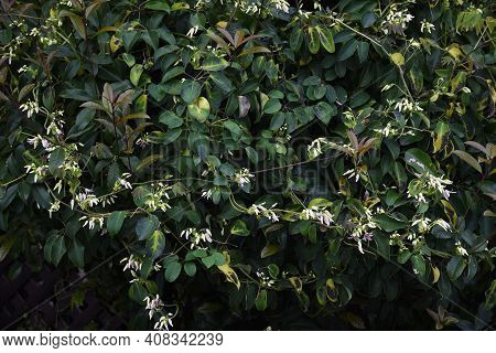 Japanese Staunton Vine Stauntonia Hexaphilla Flowers And Fruits. Ladizabalaceae Evergreen Vine.