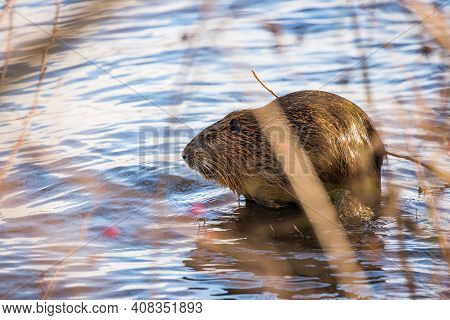 Wild Nutria Sitting On The Shore Of Moldau River In Prague